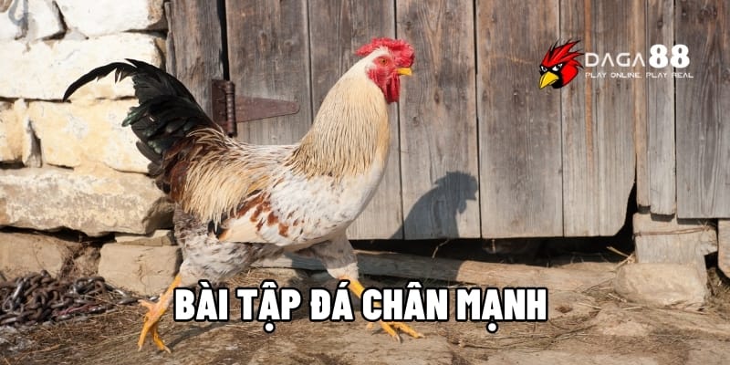 Bài Tập Đá Chân Mạnh Giúp Tăng Lực Đá Và Tốc Độ Ra Đòn DAGA88 1 Bài tập đá chân mạnh