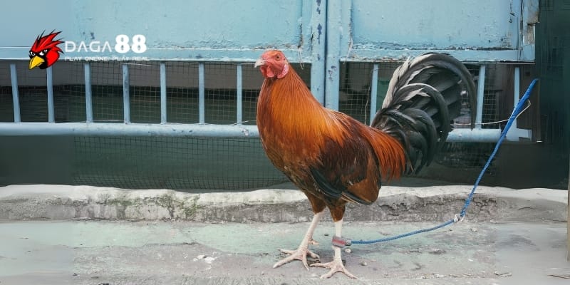 Bài Tập Đá Chân Mạnh Giúp Tăng Lực Đá Và Tốc Độ Ra Đòn DAGA88 2 Bài tập đá chân mạnh giúp chiến kê có sức bền và độ chính xác cao