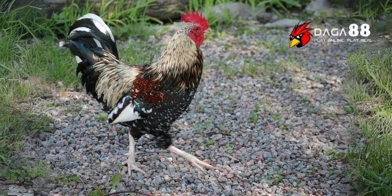 Bài Tập Đá Chân Mạnh Giúp Tăng Lực Đá Và Tốc Độ Ra Đòn DAGA88 4 Chăm sóc đúng cách giúp chiến kê phát triển tốt trong luyện tập