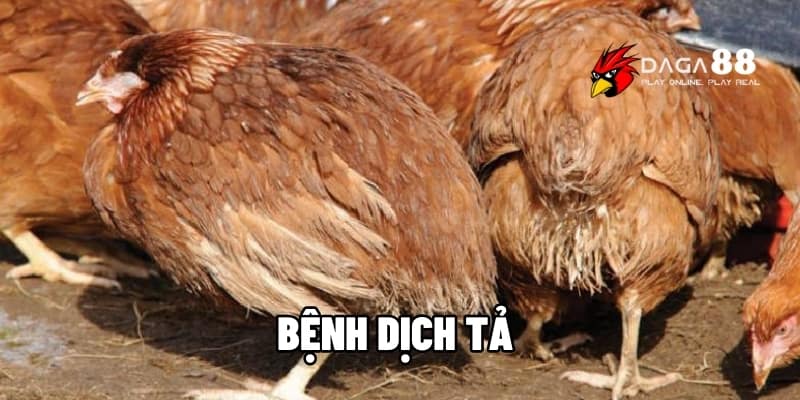Bệnh Dịch Tả Ở Gà - Nguy Hiểm Ra Sao Và Cách Ngăn Ngừa Cùng DAGA88 1 Bệnh dịch tả