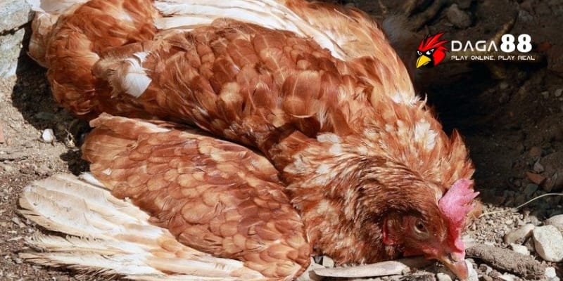Bệnh Dịch Tả Ở Gà - Nguy Hiểm Ra Sao Và Cách Ngăn Ngừa Cùng DAGA88 3 Dáng đi loạng choạng kèm mắt đỏ là dấu hiệu đầu tiên