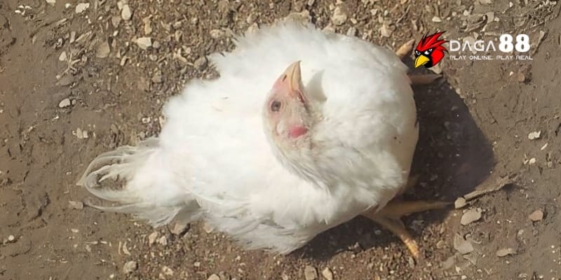 Bệnh Dịch Tả Ở Gà - Nguy Hiểm Ra Sao Và Cách Ngăn Ngừa Cùng DAGA88 4 Tiêm phòng đúng lịch giúp chiến kê sống sót giữa ổ dịch