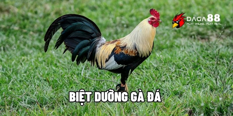 Biệt Dưỡng Gà Đá - Cao Thủ Chia Sẻ Bí Kíp Nâng Tầm Chiến Kê Cùng DAGA88 1 biệt dưỡng gà đá