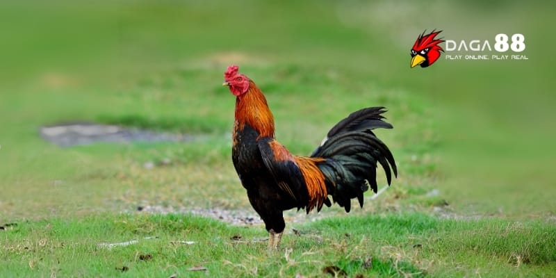 Biệt Dưỡng Gà Đá - Cao Thủ Chia Sẻ Bí Kíp Nâng Tầm Chiến Kê Cùng DAGA88 2 Biệt dưỡng gà đá giúp nâng cao sức khỏe và sự bền bỉ của chiến kê
