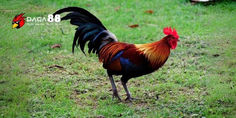 Biệt Dưỡng Gà Đá - Cao Thủ Chia Sẻ Bí Kíp Nâng Tầm Chiến Kê Cùng DAGA88 3 Rèn luyện sức mạnh, tốc độ và sự dẻo dai trong biệt dưỡng gà đá