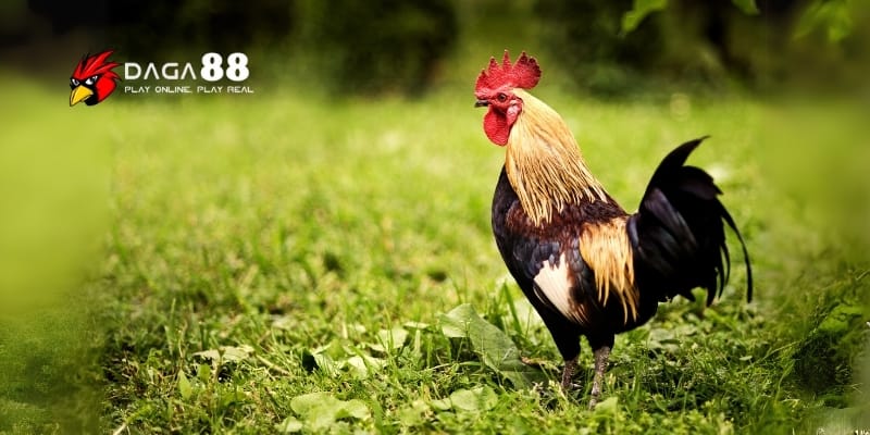 Biệt Dưỡng Gà Đá - Cao Thủ Chia Sẻ Bí Kíp Nâng Tầm Chiến Kê Cùng DAGA88 4 Chăm sóc đúng cách khi biệt dưỡng sẽ giúp gà đá đạt phong độ cao