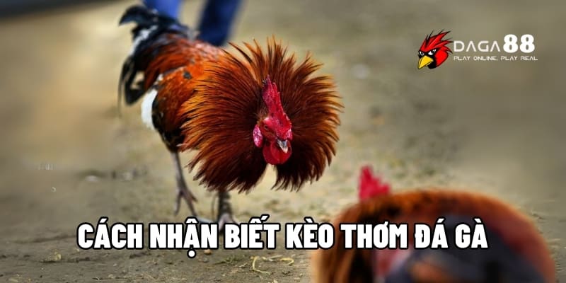 Cách Nhận Biết Kèo Thơm Đá Gà – Tăng Tỷ Lệ Thắng Mỗi Trận Tại DAGA88 1 Cách nhận biết kèo thơm đá gà