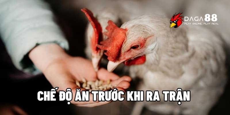 Chế Độ Ăn Trước Khi Ra Trận - Bí Quyết Cho Chiến Kê Bùng Nổ Cùng DAGA88 1 Chế độ ăn trước khi ra trận