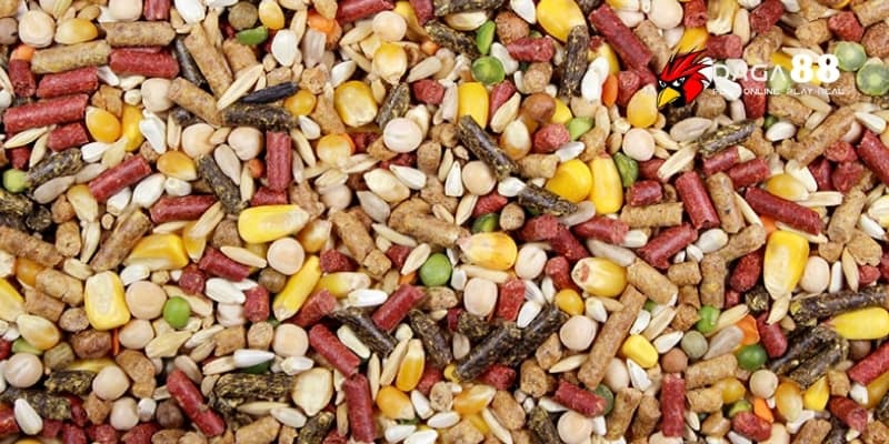 Chế Độ Ăn Trước Khi Ra Trận - Bí Quyết Cho Chiến Kê Bùng Nổ Cùng DAGA88 2 Chế độ ăn trước khi ra trận đúng giúp chiến kê luôn sung mãn