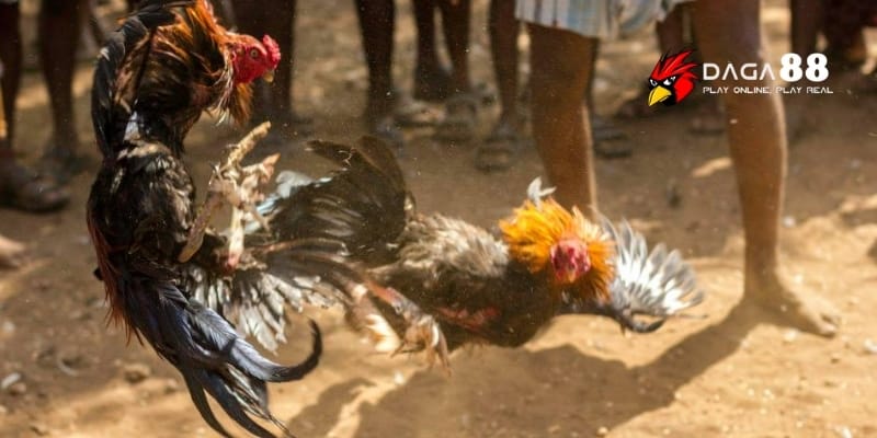 Chế Độ Ăn Trước Khi Ra Trận - Bí Quyết Cho Chiến Kê Bùng Nổ Cùng DAGA88 4 Tránh món ăn gây mệt mỏi để chiến kê luôn ở phong độ đỉnh cao