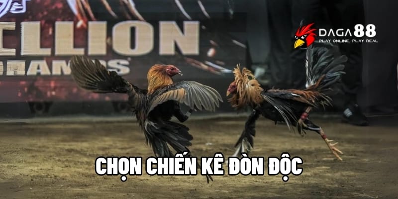 Chọn Chiến Kê Đòn Độc – Lật Ngược Thế Trận Chỉ Trong Một Đòn Cùng DAGA88 1 Chọn chiến kê đòn độc