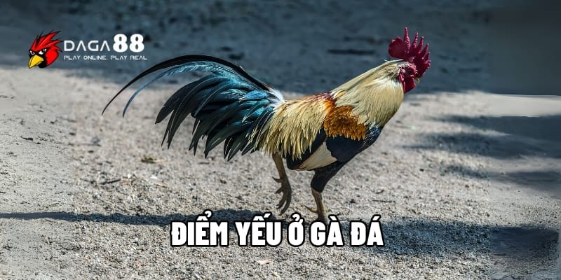 Điểm Yếu Ở Gà Đá – Nhận Diện Nhanh Để Giành Lợi Thế Sớm Tại DAGA88 1 Điểm yếu ở gà đá