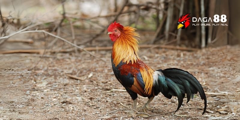 Điểm Yếu Ở Gà Đá – Nhận Diện Nhanh Để Giành Lợi Thế Sớm Tại DAGA88 2 Những điểm yếu như chân yếu hay mất tập trung dễ khiến chiến kê thua