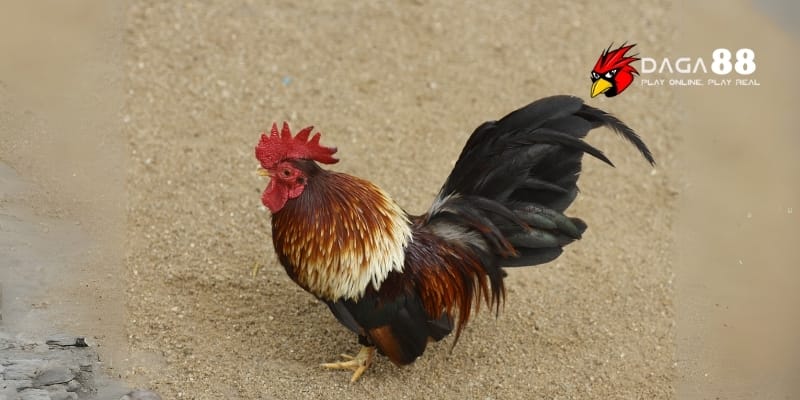 Điểm Yếu Ở Gà Đá – Nhận Diện Nhanh Để Giành Lợi Thế Sớm Tại DAGA88 3 Nhận diện điểm yếu ở gà đá qua lối đánh thiếu linh hoạt, rối loạn