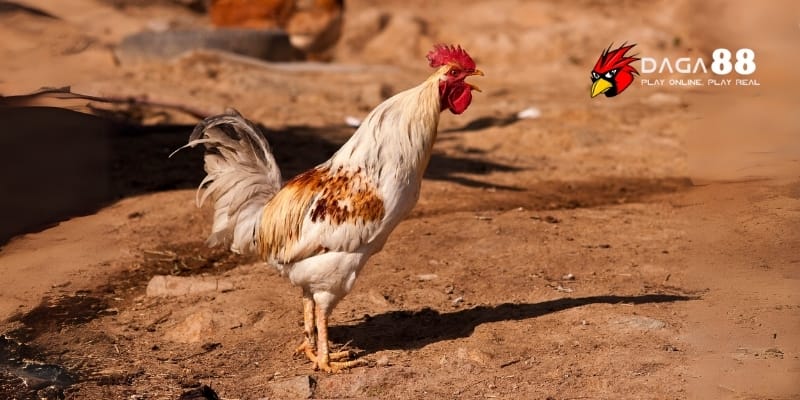 Điểm Yếu Ở Gà Đá – Nhận Diện Nhanh Để Giành Lợi Thế Sớm Tại DAGA88 4 Rèn luyện chiến kê bằng cách cải thiện sức bền và kỹ năng chiến đấu