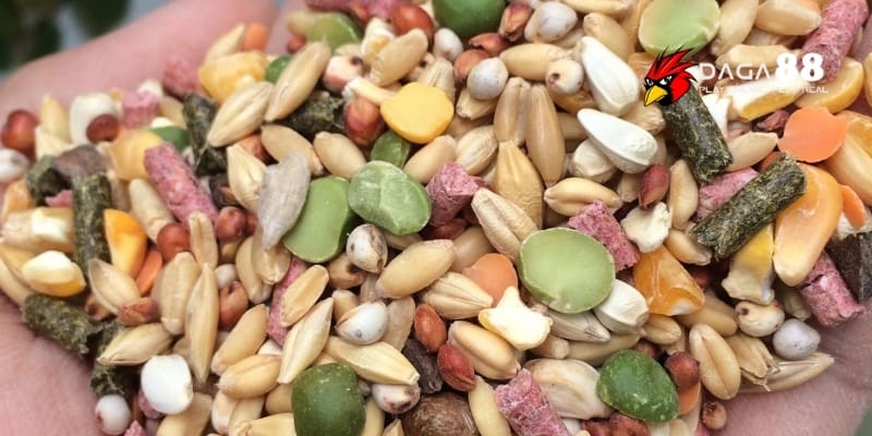 Dinh dưỡng cho gà đá - Bí quyết nuôi dưỡng sức mạnh cho chiến kê cùng DAGA88 3 Chiến kê bung sức mạnh cực đại từ bữa ăn trước đấu