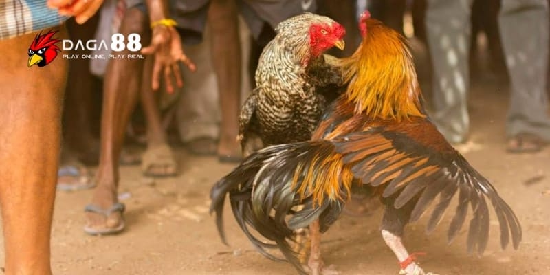 Dinh dưỡng cho gà đá - Bí quyết nuôi dưỡng sức mạnh cho chiến kê cùng DAGA88 4 Phục hồi thể lực thần tốc sau thi đấu với dinh dưỡng vàng