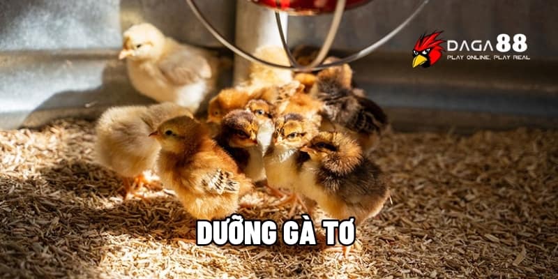 Cách Dưỡng Gà Tơ Đúng Giúp Phát Triển Thể Lực Tối Ưu Cùng DAGA88 1 dưỡng gà tơ