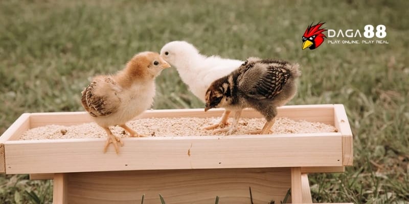 Cách Dưỡng Gà Tơ Đúng Giúp Phát Triển Thể Lực Tối Ưu Cùng DAGA88 3 Kết hợp luyện tập và dinh dưỡng chuẩn giúp chiến kê sung mãn bền bỉ