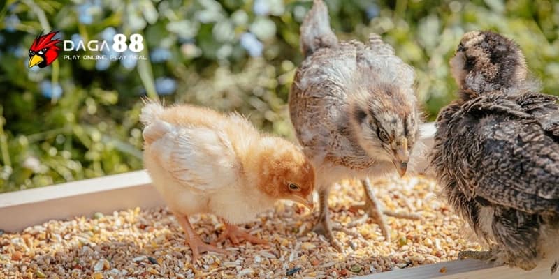 Cách Dưỡng Gà Tơ Đúng Giúp Phát Triển Thể Lực Tối Ưu Cùng DAGA88 4 Dưỡng sai cách khiến chiến kê mất phong độ trước khi ra trận