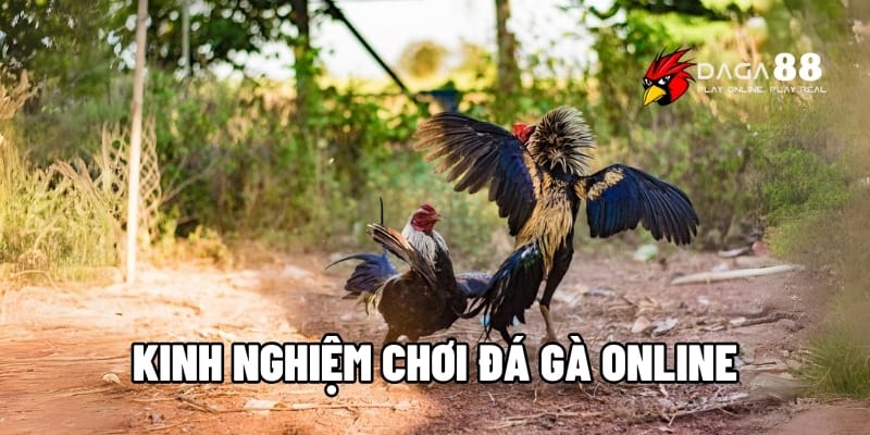 Kinh Nghiệm Chơi Đá Gà Online – Bí Kíp Hốt Trọn Tiền Thưởng Tại DAGA88 1 Kinh nghiệm chơi đá gà online
