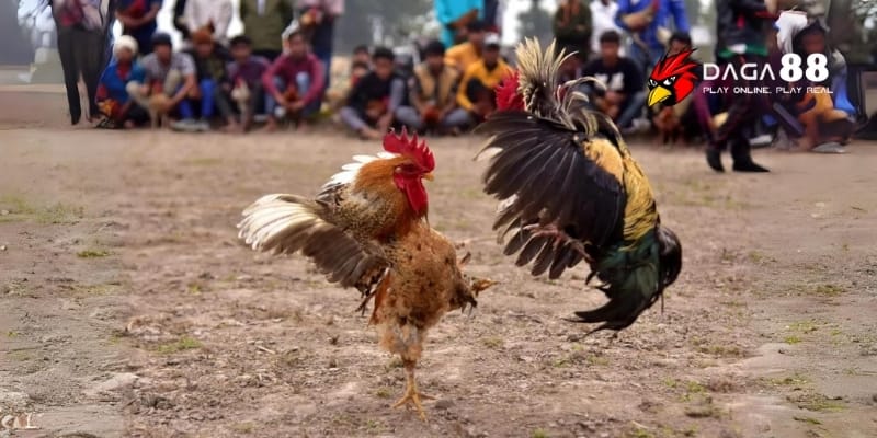 Lối Đá Hầu Đỉnh Cao Khiến Đối Thủ Không Kịp Trở Tay Tại DAGA88 2 Lối đá hầu giúp chiến kê tạo đòn tấn công mạnh mẽ, dứt khoát