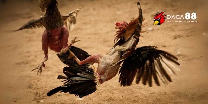 Lối Đá Hầu Đỉnh Cao Khiến Đối Thủ Không Kịp Trở Tay Tại DAGA88 3 Nhận diện chiến kê đá hầu qua những cú ra đòn hiểm hóc và nhanh