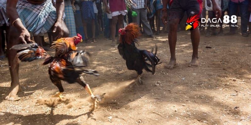 Lối Đá Hầu Đỉnh Cao Khiến Đối Thủ Không Kịp Trở Tay Tại DAGA88 4 Chăm sóc chiến kê đá hầu cần luyện tập đúng cách để tăng sức mạnh