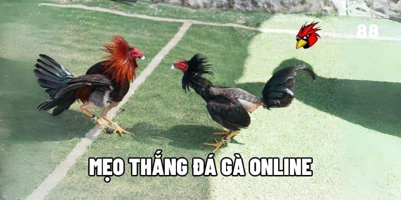 Mẹo Thắng Đá Gà Online – Bí Quyết Tăng Lợi Nhuận Nhanh Chóng Tại DAGA88 1 Mẹo thắng đá gà online
