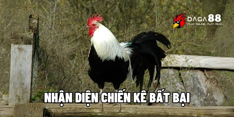 Nhận Diện Chiến Kê Bất Bại – Bật Mí Bí Quyết Thắng Lớn 2025 1 Nhận diện chiến kê bất bại