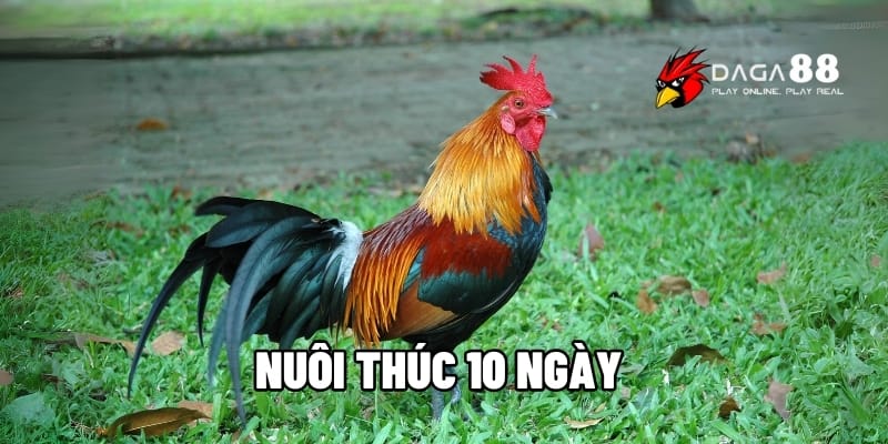 Nuôi Thúc 10 Ngày Đúng Cách Giúp Chiến Kê Sung Mãnh Lên Đài 1 Nuôi thúc 10 ngày