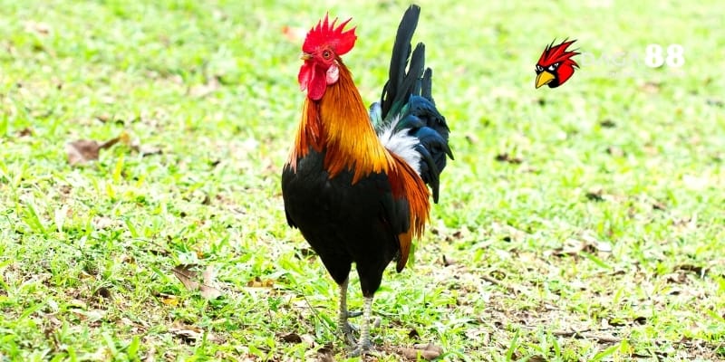 Nuôi Thúc 10 Ngày Đúng Cách Giúp Chiến Kê Sung Mãnh Lên Đài 2 Nuôi thúc 10 ngày giúp tăng cường thể lực và sức chiến đấu cho gà