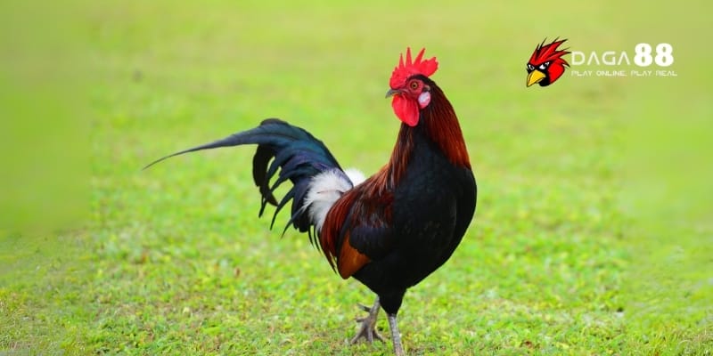 Nuôi Thúc 10 Ngày Đúng Cách Giúp Chiến Kê Sung Mãnh Lên Đài 3 Cung cấp dinh dưỡng và rèn luyện thể chất là yếu tố quan trọng