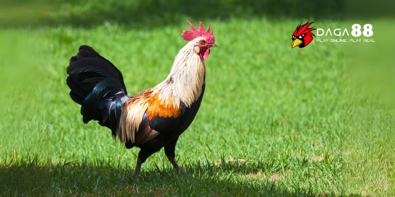 Nuôi Thúc 10 Ngày Đúng Cách Giúp Chiến Kê Sung Mãnh Lên Đài 4 Áp dụng nuôi thúc 10 ngày trước trận giúp gà có phong độ tốt nhất