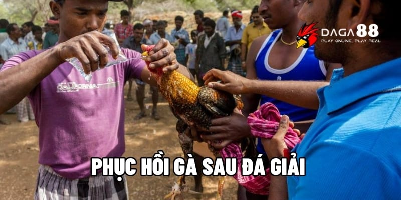 Phục Hồi Gà Đá Sau Giải - Hiệu Quả Nhanh Lấy Lại Phong Độ Cùng DAGA88 1 Phục hồi gà đá sau giải