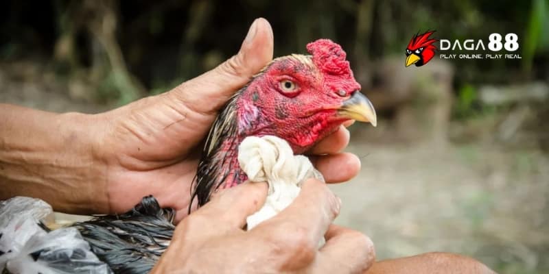 Phục Hồi Gà Đá Sau Giải - Hiệu Quả Nhanh Lấy Lại Phong Độ Cùng DAGA88 2 Phục hồi gà đá sau giải đúng cách giúp chiến kê lấy lại sức bền đỉnh cao