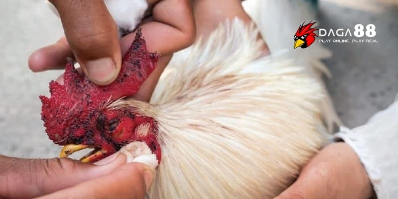 Phục Hồi Gà Đá Sau Giải - Hiệu Quả Nhanh Lấy Lại Phong Độ Cùng DAGA88 3 Chăm sóc từ dinh dưỡng đến vận động giúp gà mau hồi phong độ