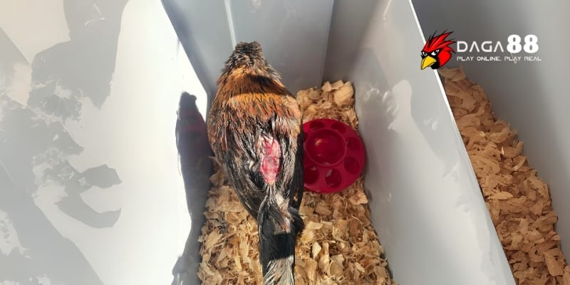 Phục Hồi Gà Đá Sau Giải - Hiệu Quả Nhanh Lấy Lại Phong Độ Cùng DAGA88 4 Không gian nghỉ dưỡng yên tĩnh giúp gà thư giãn cả thể lực lẫn tinh thần