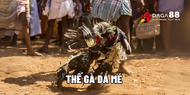 Thế Gà Đá Mé – Chiến Lược Đánh Bại Đối Thủ Một Cách Hiệu Quả Tại DAGA88 1 Thế gà đá mé