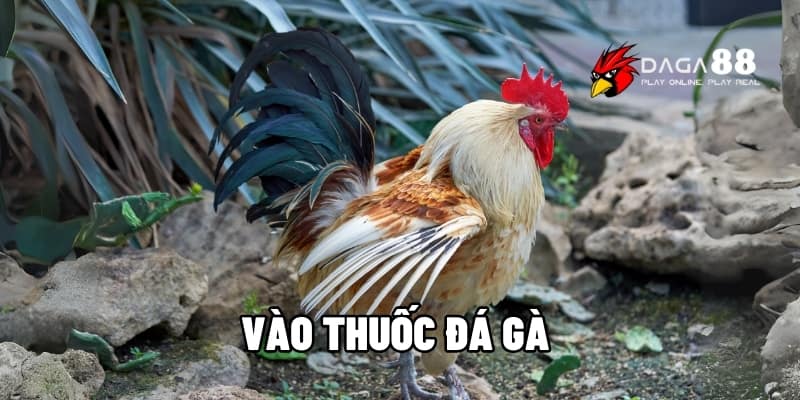 Vào Thuốc Đá Gà – Cách Tăng Sức Bền Và Tốc Độ Cho Chiến Kê Tại DAGA88 1 Vào thuốc đá gà