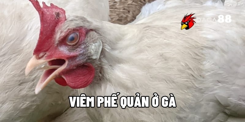 Viêm Phế Quản Ở Gà - Căn Bệnh Làm Suy Yếu Chiến Kê Nghiêm Trọng Tại DAGA88 1 viêm phế quản ở gà