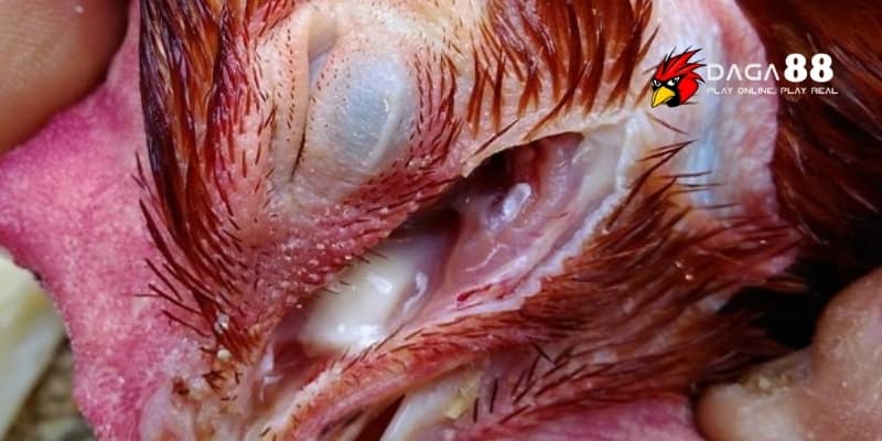 Viêm Phế Quản Ở Gà - Căn Bệnh Làm Suy Yếu Chiến Kê Nghiêm Trọng Tại DAGA88 3 Quan sát từng biểu hiện nhỏ để kịp thời bảo vệ chiến kê