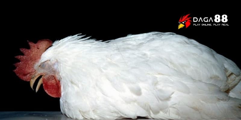 Viêm Phế Quản Ở Gà - Căn Bệnh Làm Suy Yếu Chiến Kê Nghiêm Trọng Tại DAGA88 4 Kỹ năng chăm sóc và phòng bệnh quyết định phong độ thi đấu