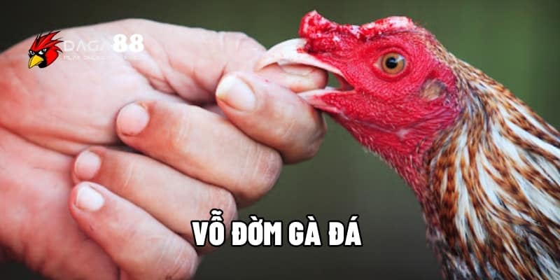 Vỗ Đờm Gà Đá Để Làm Gì? Cách Thực Hiện Chuẩn Sư Kê Lão Luyện Tại DAGA88 1 Vỗ đờm gà đá