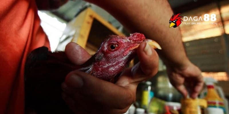 Vỗ Đờm Gà Đá Để Làm Gì? Cách Thực Hiện Chuẩn Sư Kê Lão Luyện Tại DAGA88 2 Vỗ đờm giúp gà đá duy trì sức khỏe và phong độ tốt nhất