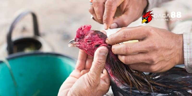 Vỗ Đờm Gà Đá Để Làm Gì? Cách Thực Hiện Chuẩn Sư Kê Lão Luyện Tại DAGA88 3 Quy trình vỗ đờm gà đá chuẩn xác giúp chiến kê chiến đấu mạnh mẽ hơn