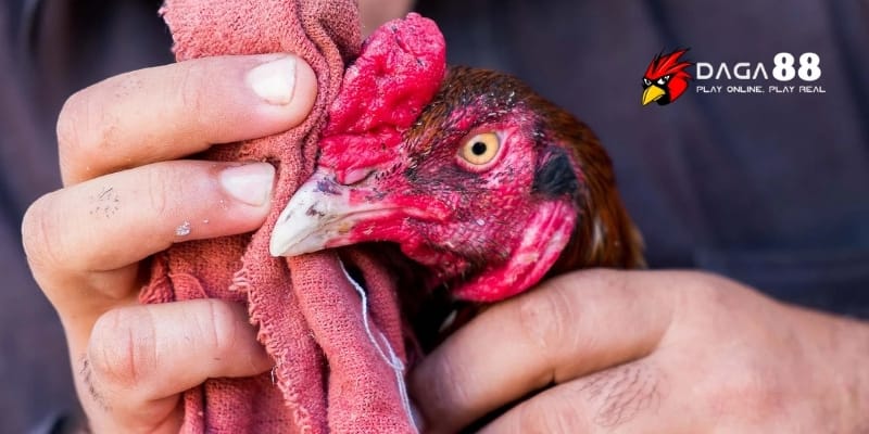 Vỗ Đờm Gà Đá Để Làm Gì? Cách Thực Hiện Chuẩn Sư Kê Lão Luyện Tại DAGA88 4 Lưu ý khi vỗ đờm giúp gà đá không bị tổn thương và phát triển tối ưu