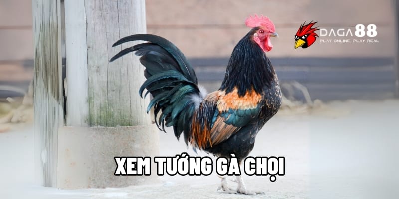 Xem Tướng Gà Chọi Chuẩn Sư Kê Để Chọn Chiến Kê Đỉnh Cao Tại DAGA88 1 Xem tướng gà chọi